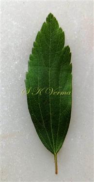  Leaf-Adaxial view